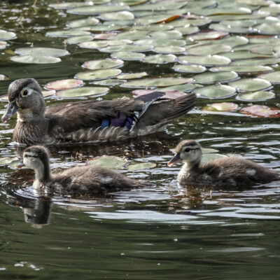 Mama Wood Duck and ducklings, Nisqually NWR, Summer 2024 Mama Wood Duck and ducklings
