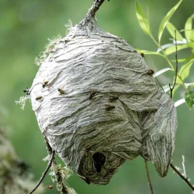 Wasp nest, Nisqually NWR, Summer 2024 A wasp nest hanging near the trail.