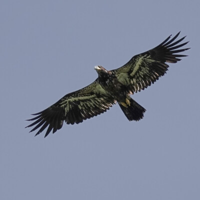 Juvenile Bald Eagle, Niqually NWR, Summer 2024 A juvenile Bald Eagle flying from the tidal flats towards the trees.