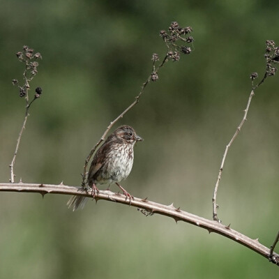 Song Sparrow, Nisqually NWR, Summer 2024