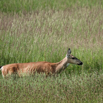 Columbian Black-tailed Deer, Niqually NWR, Summer 2024 A Columbian Black-tailed Deer in the grasses.