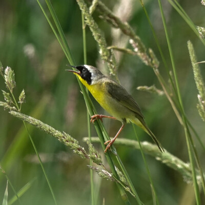 Yellowthroat, Nisqually NWR, Summer 2024