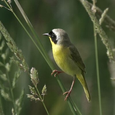 Yellow-throated Warbler, Nisqually NWR, Summer 2024 A Common Yellowthroat momentarily visible in the reeds.