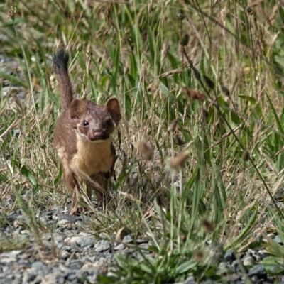 Weasel, Niqually NWR, Summer 2024 This weasel charged fearlessly along the pathway, almost running over our feet.