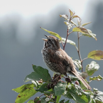 Sparrow singing a song about berries, , Niqually NWR, Summer 2024 A Sparrow singing a song about berries.