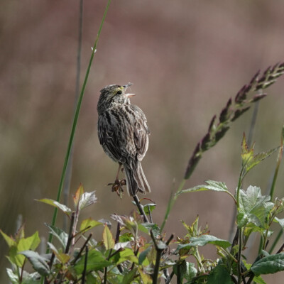 Savannah Sparrow, Niqually NWR, Summer 2024 A Savannah Sparrow in the grasses.