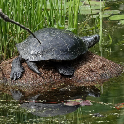 Turtle (pond slider?), Niqually NWR, Summer 2024 A lone turtle, possibly a Pond Slide, in the Nisqually River as it flows towards the Puget Sound.
