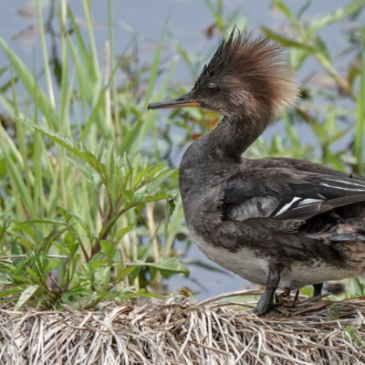 Female Hooded Merganser, Nisqually NWR, Summer 2024