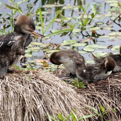 Mama Merganser and ducklings, Niqually NWR, Summer 2024 A mama Merganser and her ducklings.