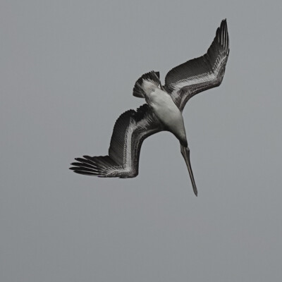 Diving Pelican, Oceanside, Summer 2024