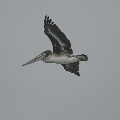 Pelican in flight, Oceanside, Summer 2024