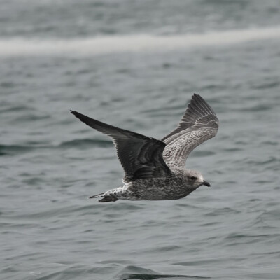 A juvenile Herring Gull, Oceanside, Summer 2024