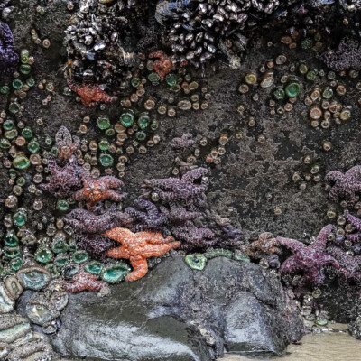 Low tide revealed amazing tide pools, at Oceanside, Summer 2024