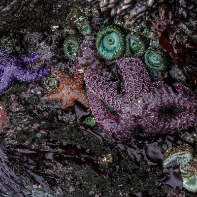 Low tide revealed amazing tide pools, at Oceanside, Summer 2024