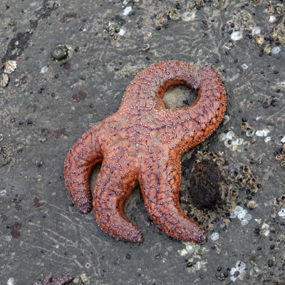 Low tide revealed amazing tide pools, at Oceanside, Summer 2024