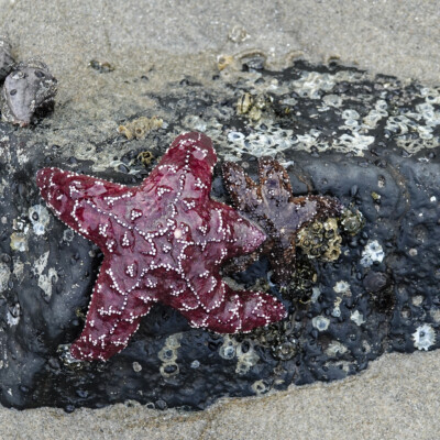 Low tide revealed amazing tide pools, at Oceanside, Summer 2024