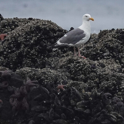 Gull on the rocks, Oceanside, Summer 2024