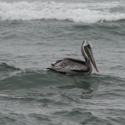 Pelican inspecting the shallows, Oceanside, Summer 2024