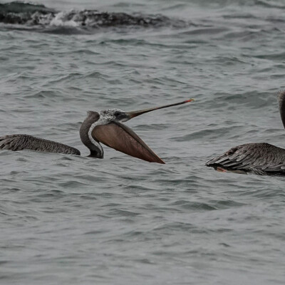 Pelican controversy, Oceanside, Summer 2024