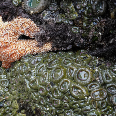 Low tide revealed amazing tide pools, at Oceanside, Summer 2024