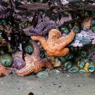 Low tide revealed amazing tide pools, at Oceanside, Summer 2024