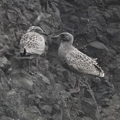 Juvenile Herring Gulls on the rocks, Oceanside, Summer 2024