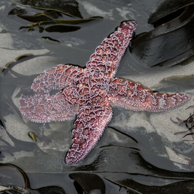 Low tide revealed amazing tide pools, at Oceanside, Summer 2024