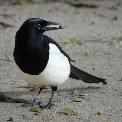 Magpie at the Royal Botanical Garden in Madrid, Spain, Fall 2024
