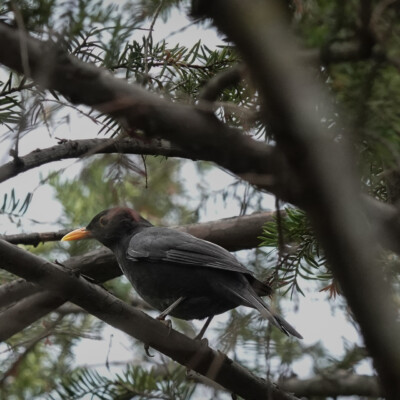 A Common Blackbird, at the Royal Botanical Garden in Madrid, Spain. A Common Blackbird, at the Royal Botanical Garden in Madrid.