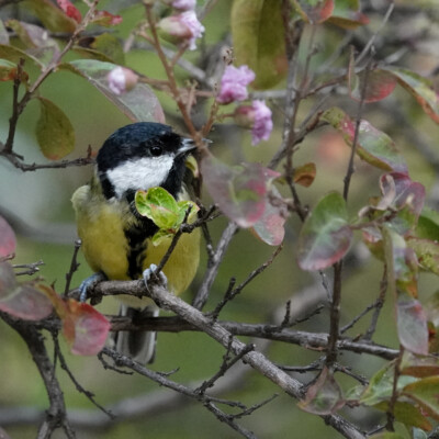 A Great Tit, at the Royal Botanical Garden in Madrid.