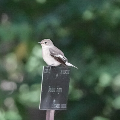 A European Pied Flycatcher, at the Royal Botanical Garden in Madrid, Spain. A European Pied Flycatcher, at the Royal Botanical Garden in Madrid.
