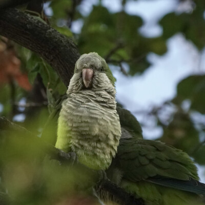 A Monk Parakeet, at the Royal Botanical Garden in Madrid, Spain. A Monk Parakeet, at the Royal Botanical Garden in Madrid.