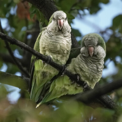Monk Parakeets at the Royal Botanical Garden in Madrid, Spain, Fall 2024