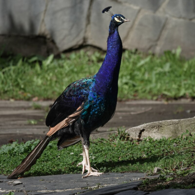 Peacock, Bilbao, Spain 2024 Peacock, Bilbao, Spain 2024