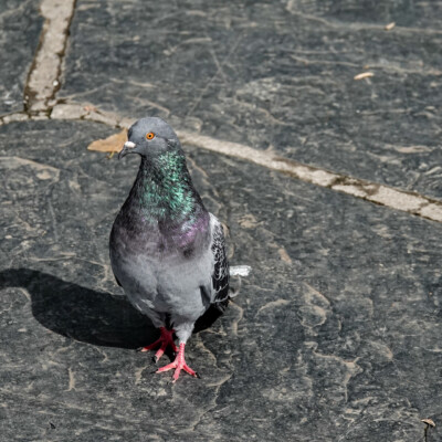 A Rock Pigeon. They are truly everywhere.