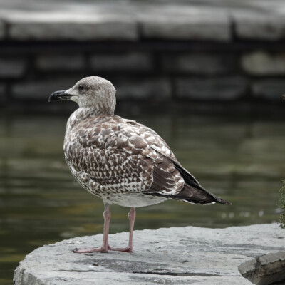 A European Herring Gull, at a park in Bilbao, Spain. A European Herring Gull, at a park in Bilbao.