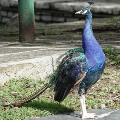 A Peacock, at a park in Bilbao.