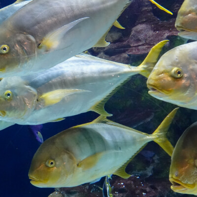 Tuna at the San Sebastian Aquarium.