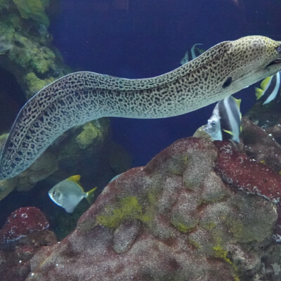 An Eel at the San Sebastian Aquarium.