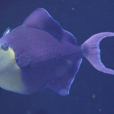 A Triggerfish at the San Sebastian Aquarium.