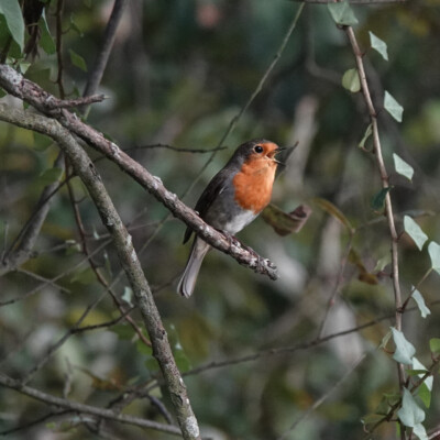 European Robin, Spain, 2024