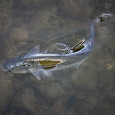 A river fish in the estuary at San Vicente de la Barquera.