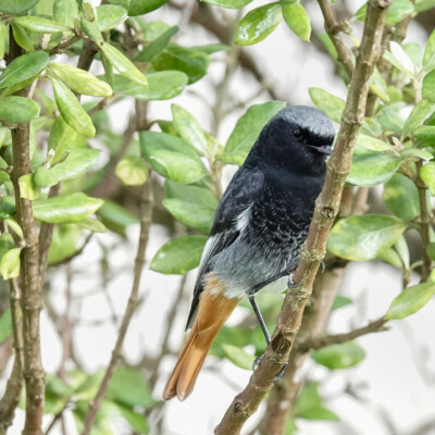 Black Redstart, Spain, 2024