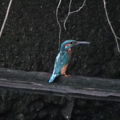 Common Kingfisher, Spain, 2024