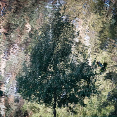 Tree reflections in a canal near Pontevedra, Spain.