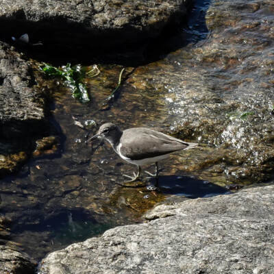 A Common Sandpiper on the rocky Pontevedra river bank.