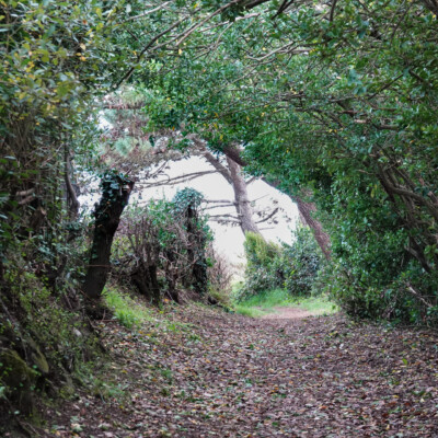 A tree-tunnel path near Pontevedra, Spain.