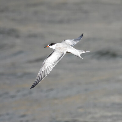 Common Tern, Spain, 2024