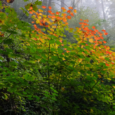 Japanese Garden, Oct.24, 2024