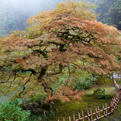 Japanese Garden, Oct.24, 2024